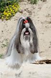 SHIH TZU 010
